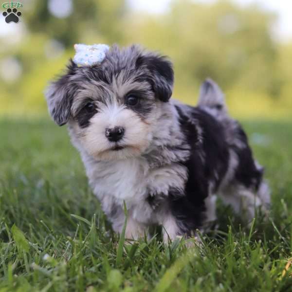 Brooklyn, Mini Schnoodle Puppy